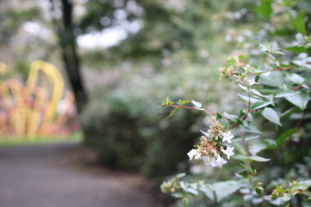 55mm・F5.6で撮影した白い花。背景には黄色と赤色の遊具や木々が広く写り、遊具の形もある程度確認できる。