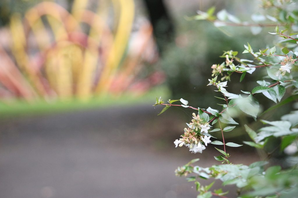 100mm・F5.6で撮影した白い花。背景には黄色と赤色の遊具が大きくぼけ、輪郭が曖昧に写っている。