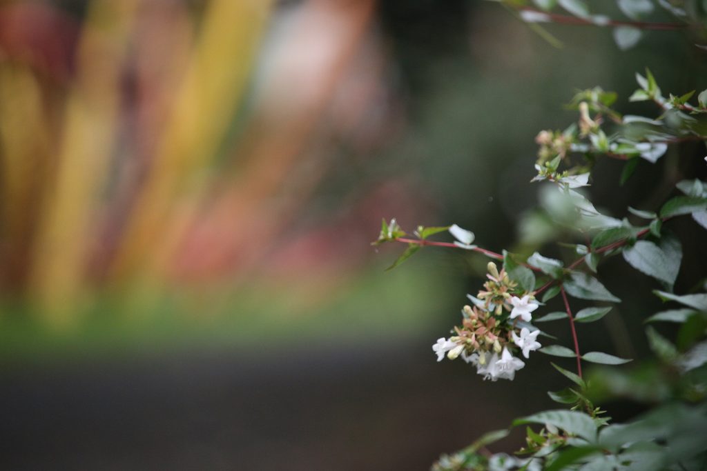 200mm・F5.6で撮影した白い花。背景には黄色と赤色の遊具が大きくぼけ、形を判別しにくくなっている。