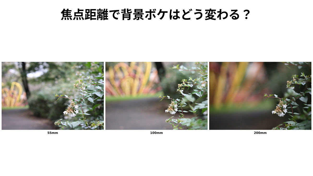 55mm・100mm・200mmで撮影した花の背景ボケを並べた比較画像。「焦点距離で背景ボケはどう変わる？」の文字入り。
