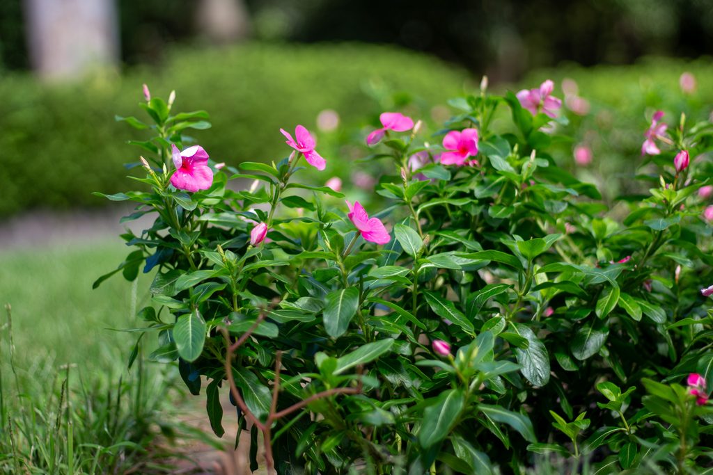 EF50mmで撮影した公園のピンク色の花